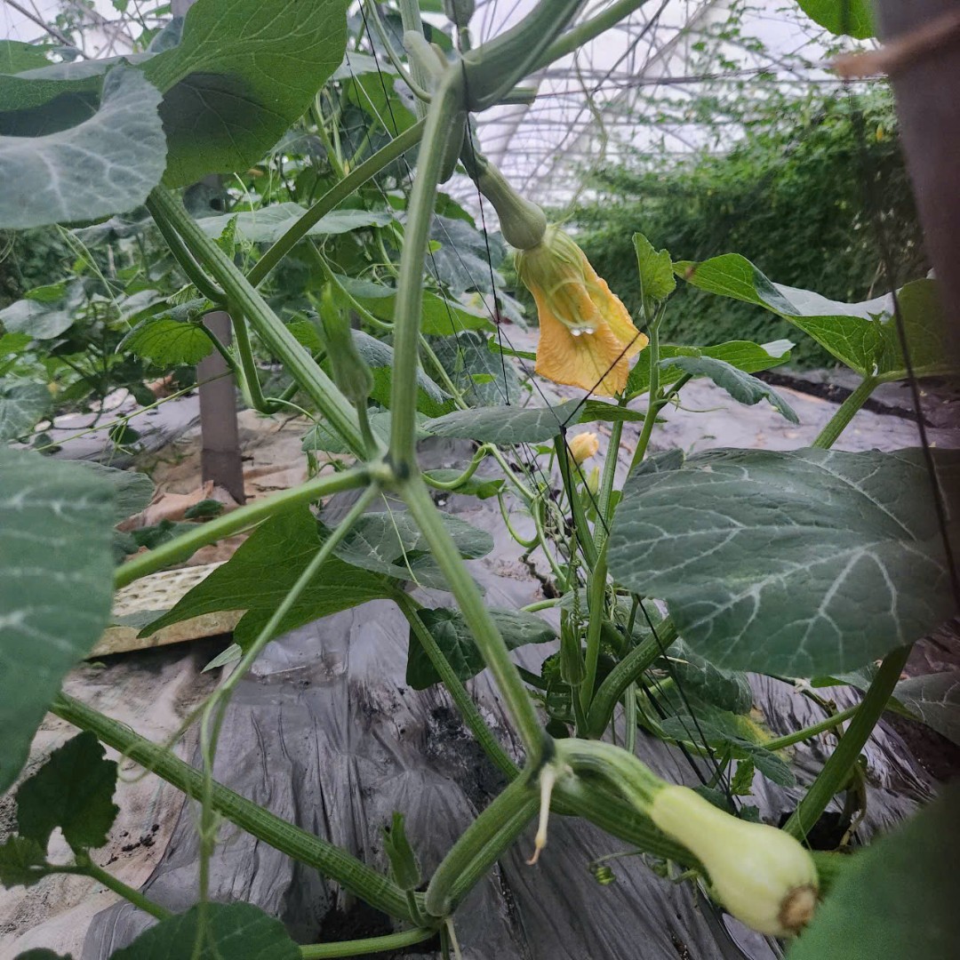 Bí đỏ