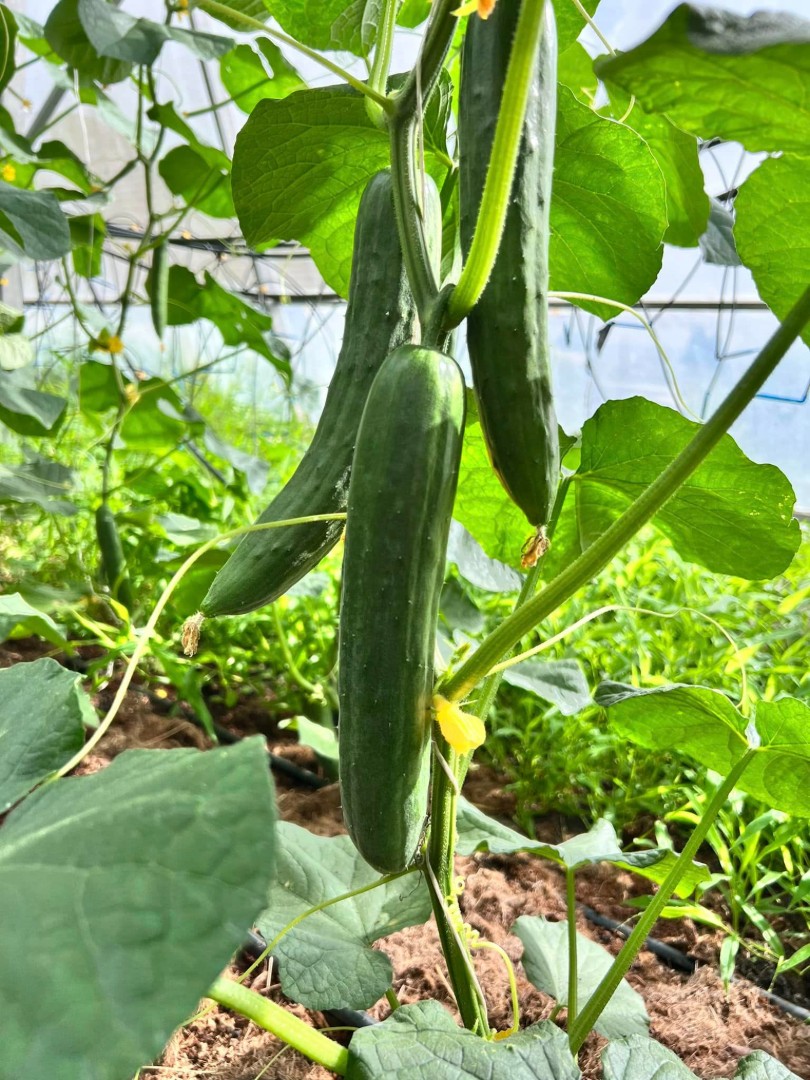 Dưa leo