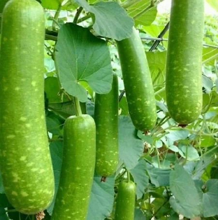 Bầu