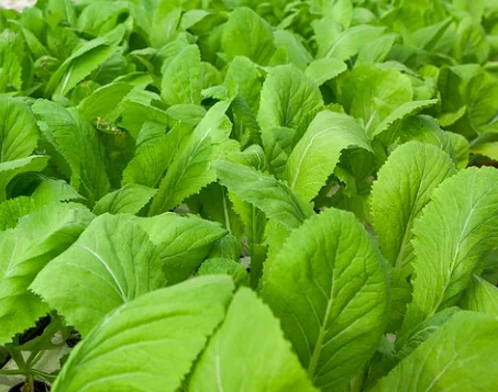 Cải đuôi phụng