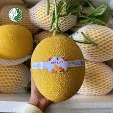 Dưa lưới Hạ Mi vàng kiều farm