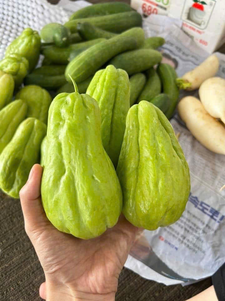 BB - Su Su hữu cơ