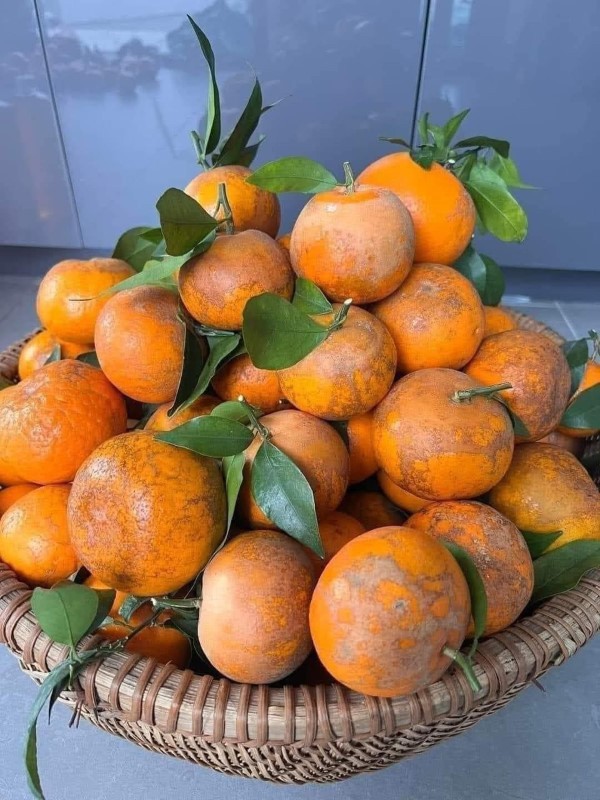 Quýt sim Cao Bằng