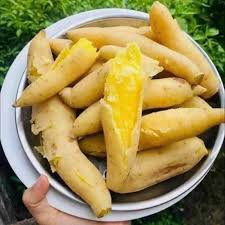 Khoai lang sữa Thái